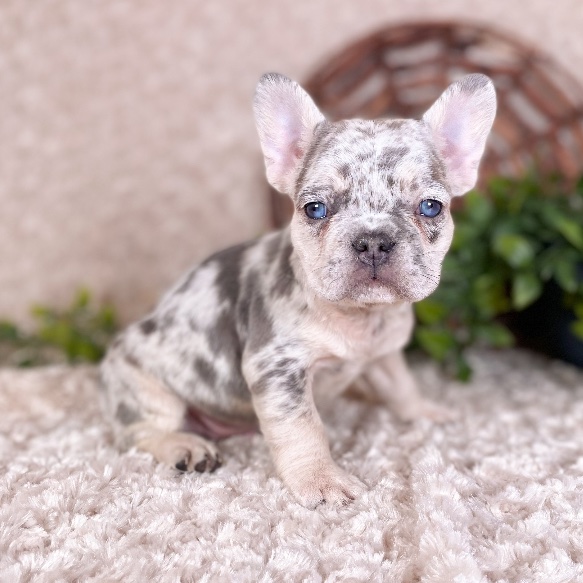 French Bulldog