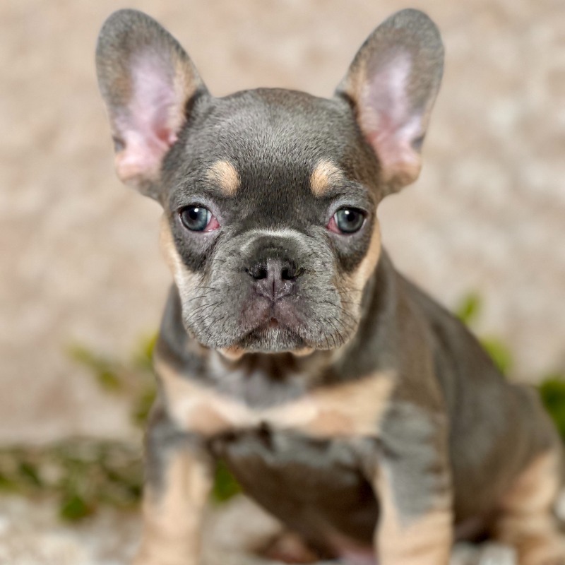 French Bulldog