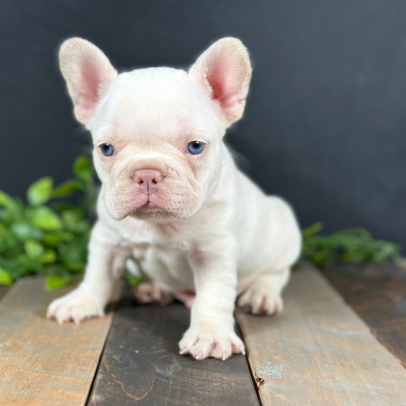 Lilac Platinum French Bulldog puppy