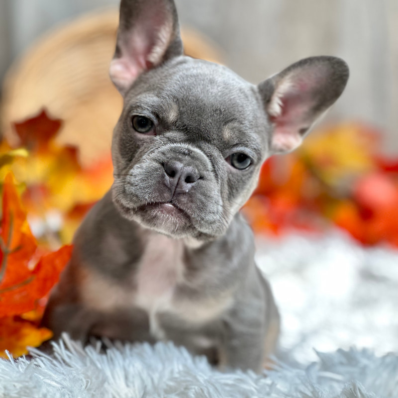 French Bulldog Puppy