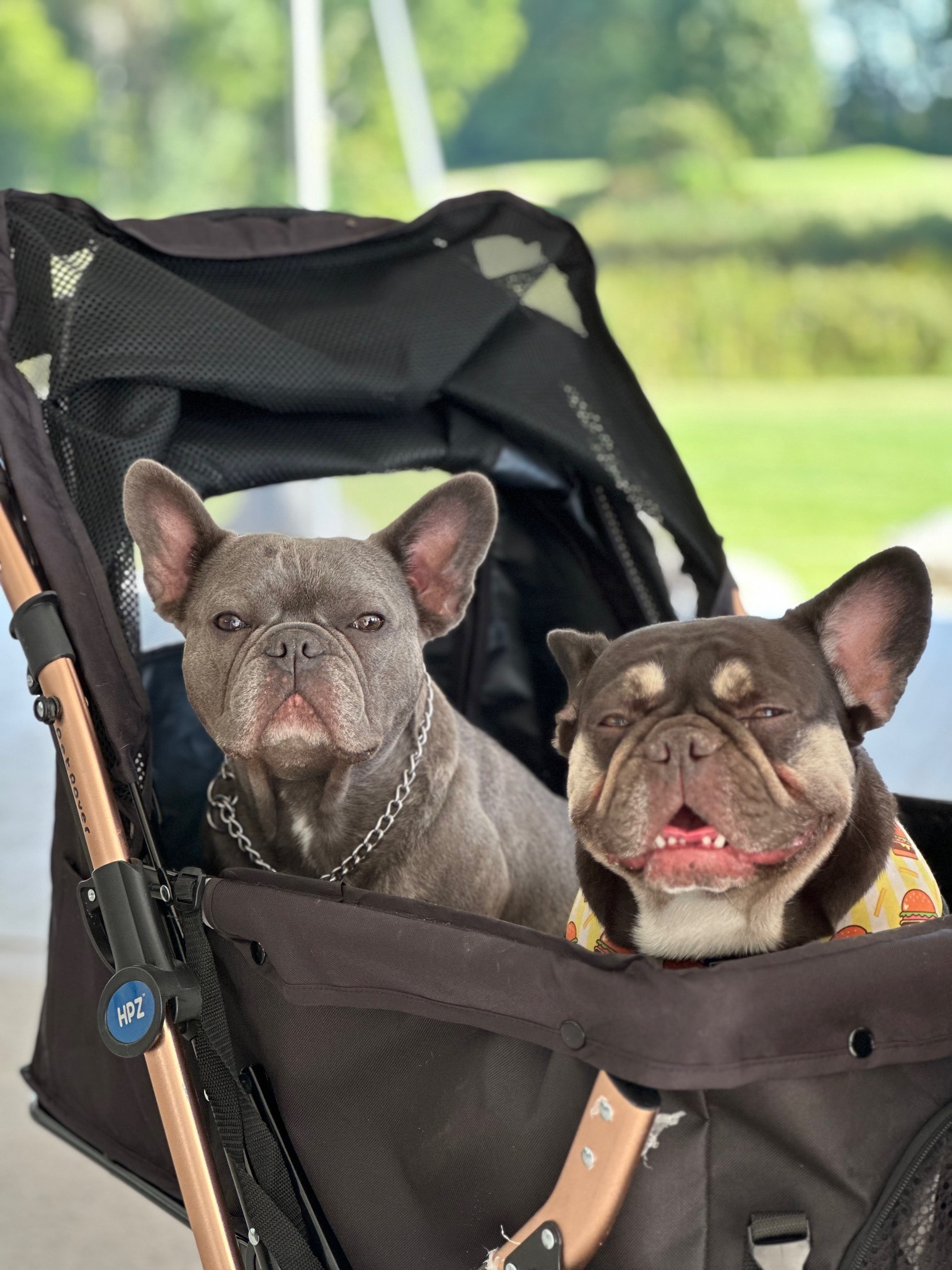 Honey & Precious 5