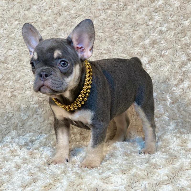 Blue & Tan French Bulldog puppy