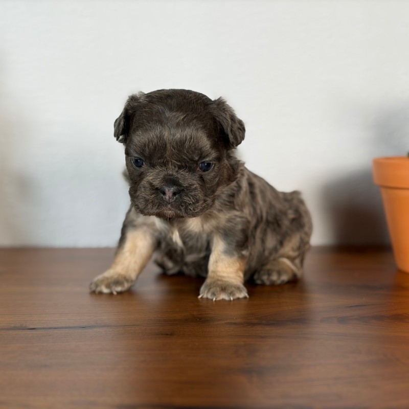Fluffy French Bulldog puppy