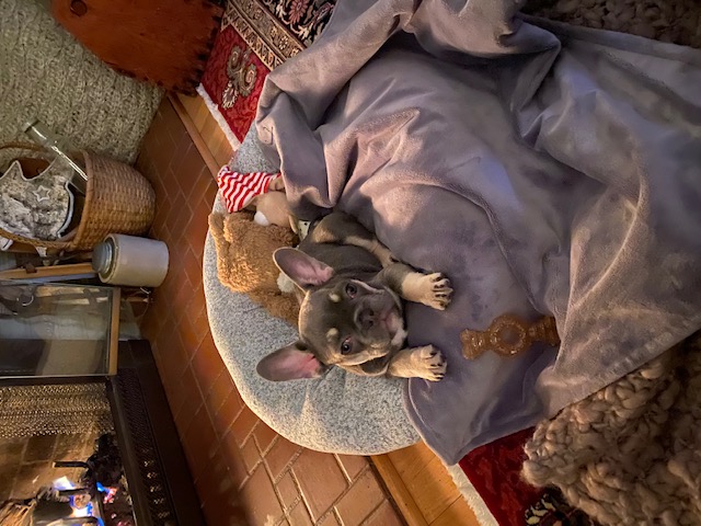 Louie 1