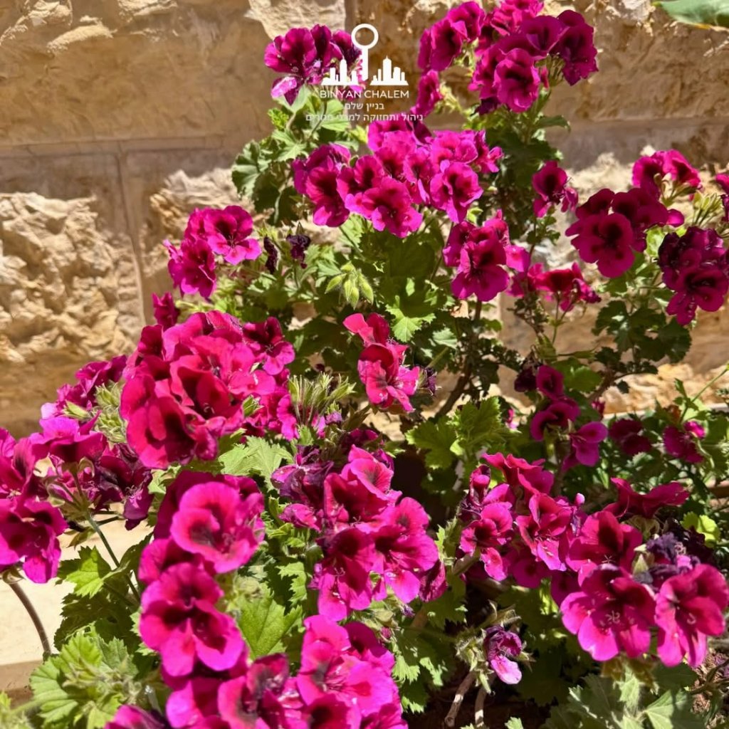 גרניומים בפריחה