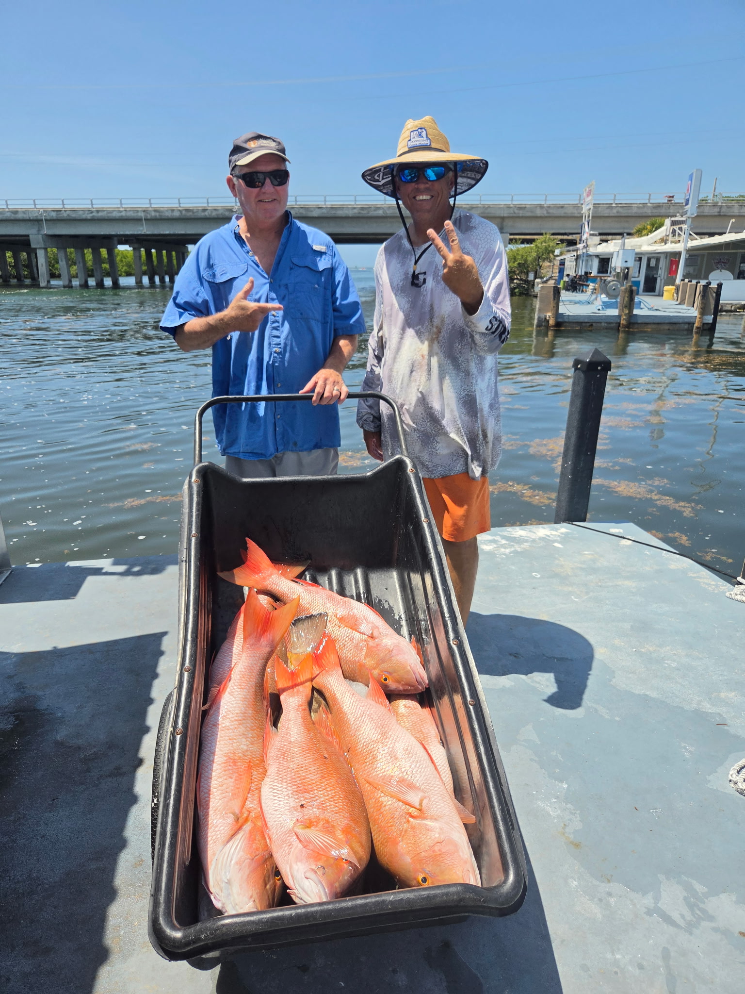 A dock haul of mutton snapper caught using the slow-release goggle-eye technique