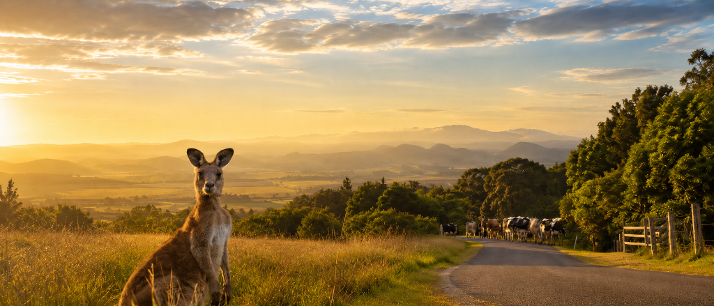 Atherton Tablelands country road at golden hour