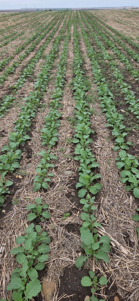 Canola seedlings emerging in rows