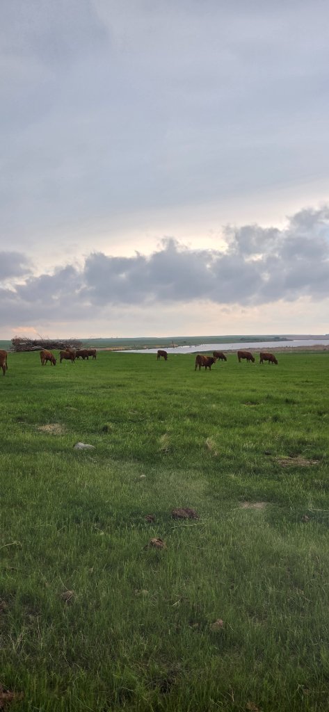 Red Angus cattle grazing by pond