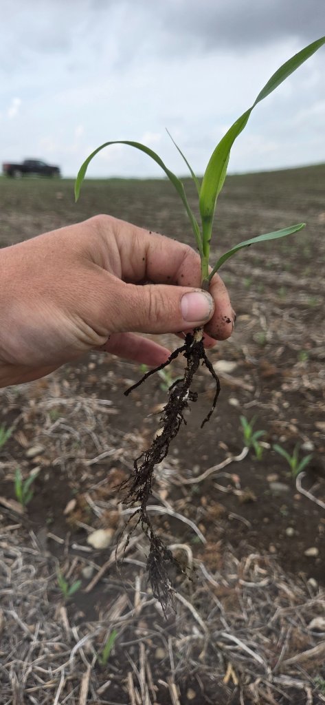 Corn seedling root system