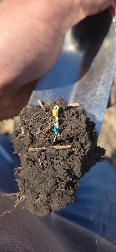 Corn seed germinating in soil