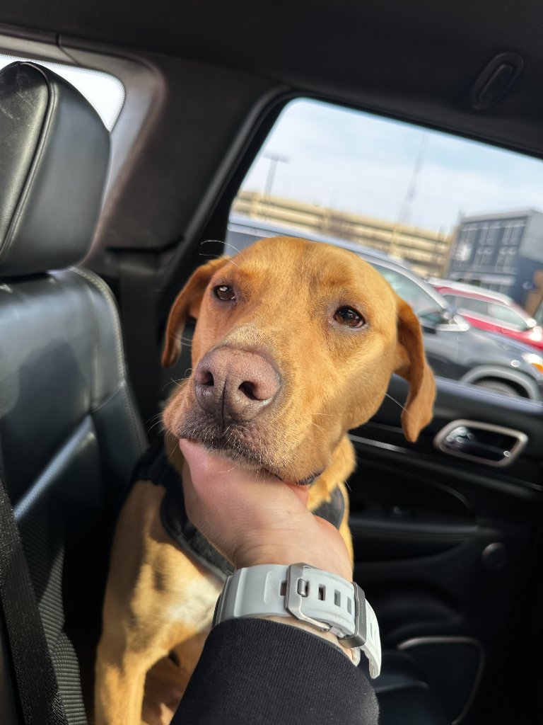 Moose ready for race day