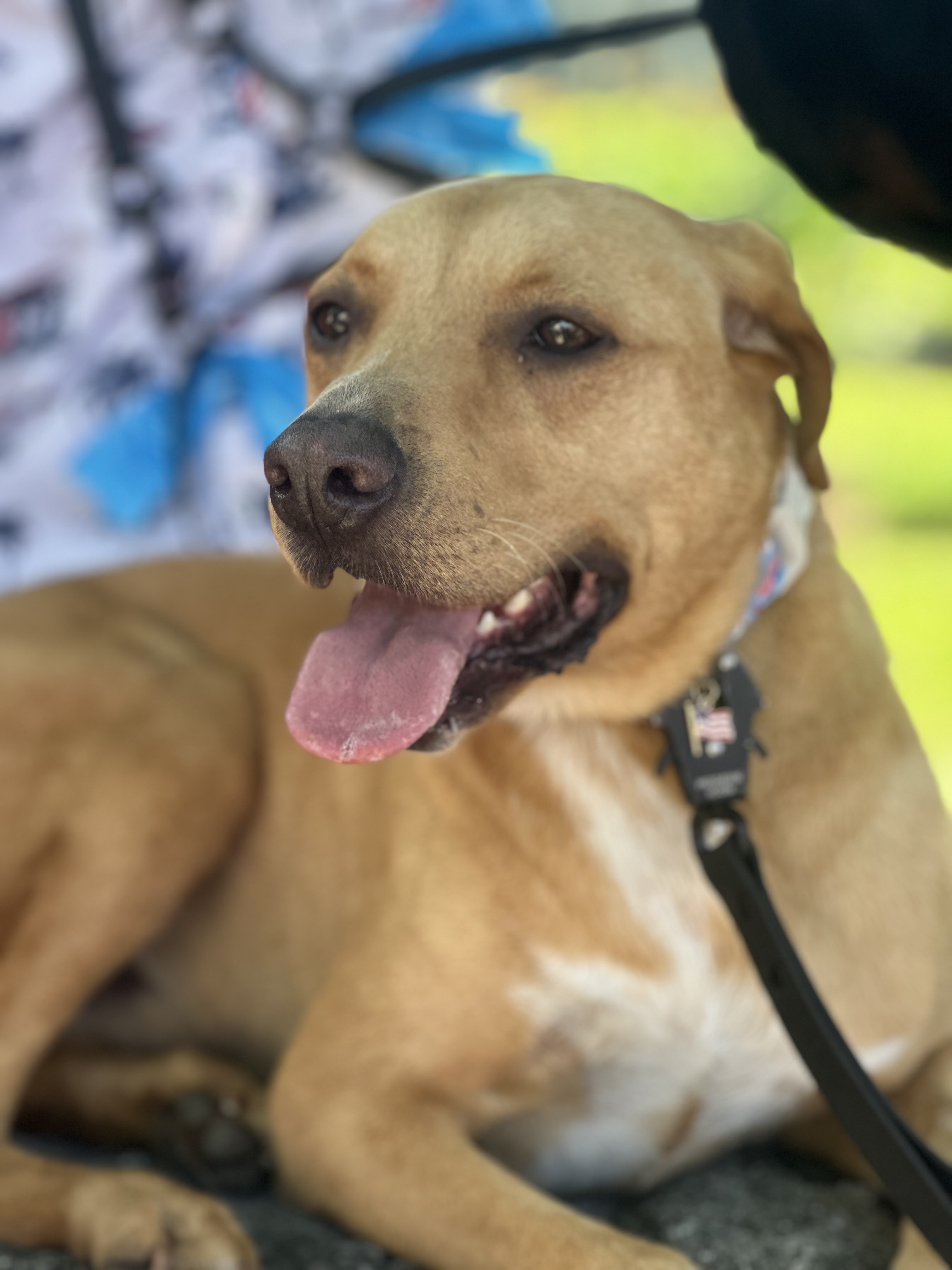 Moose, the Lab and Pit mix