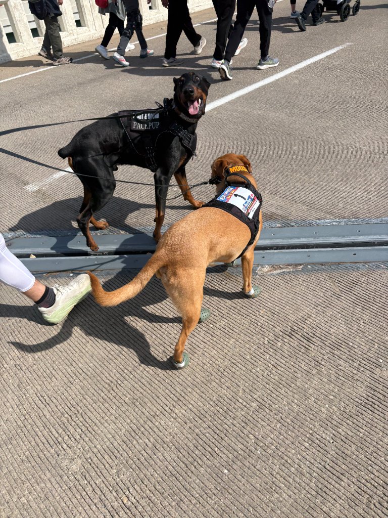 Maverick and Moose with their race bibs on the bridge