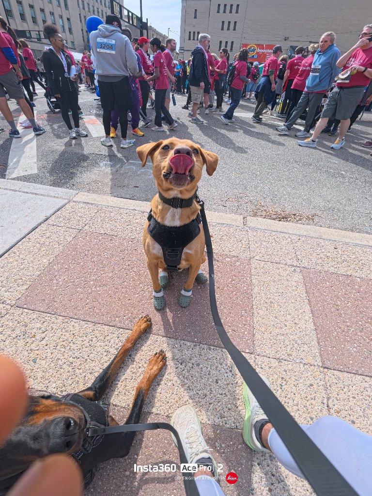 Maverick licking his lips — ready to run 13.1