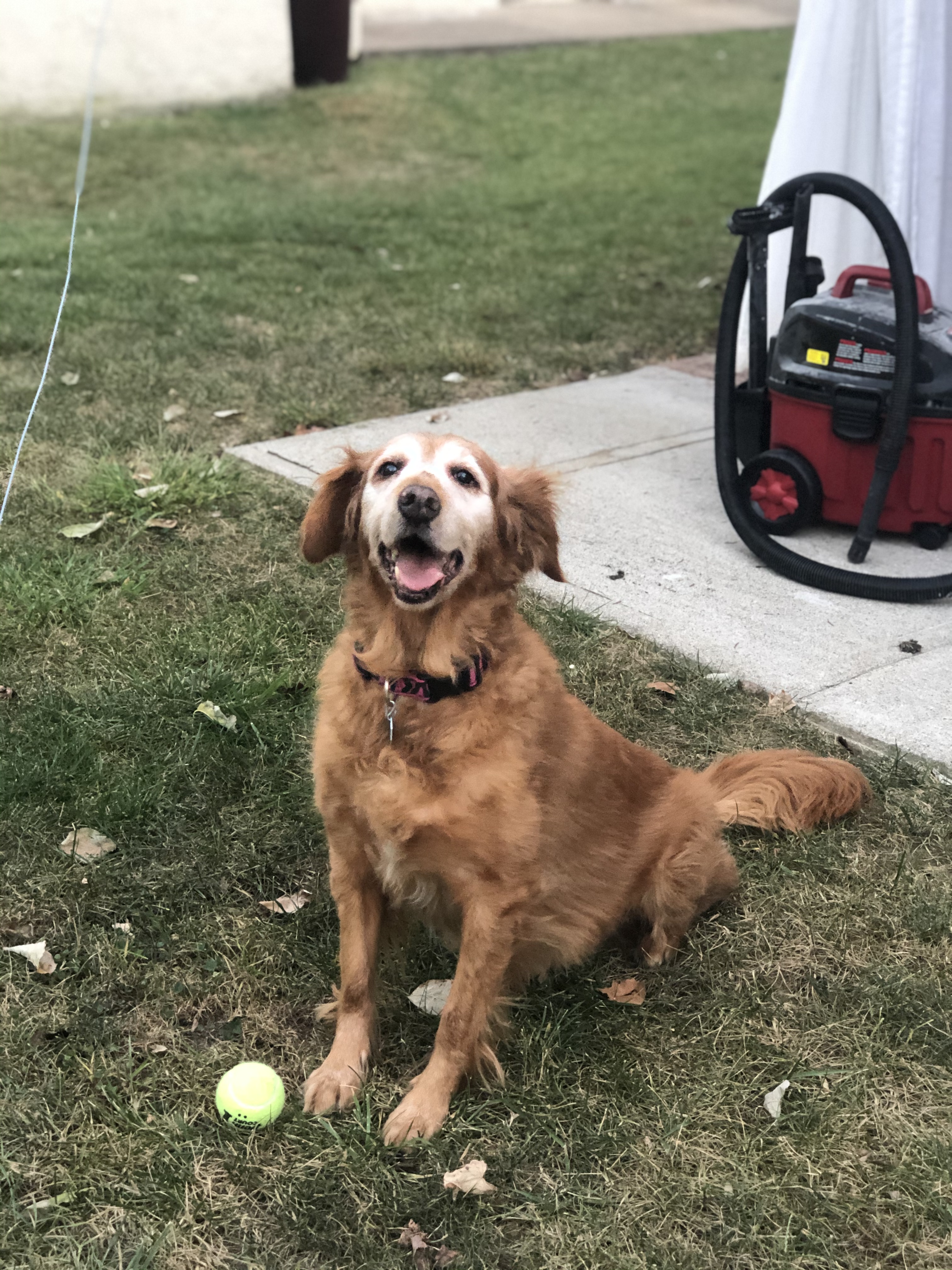 Maya, the family Golden Retriever