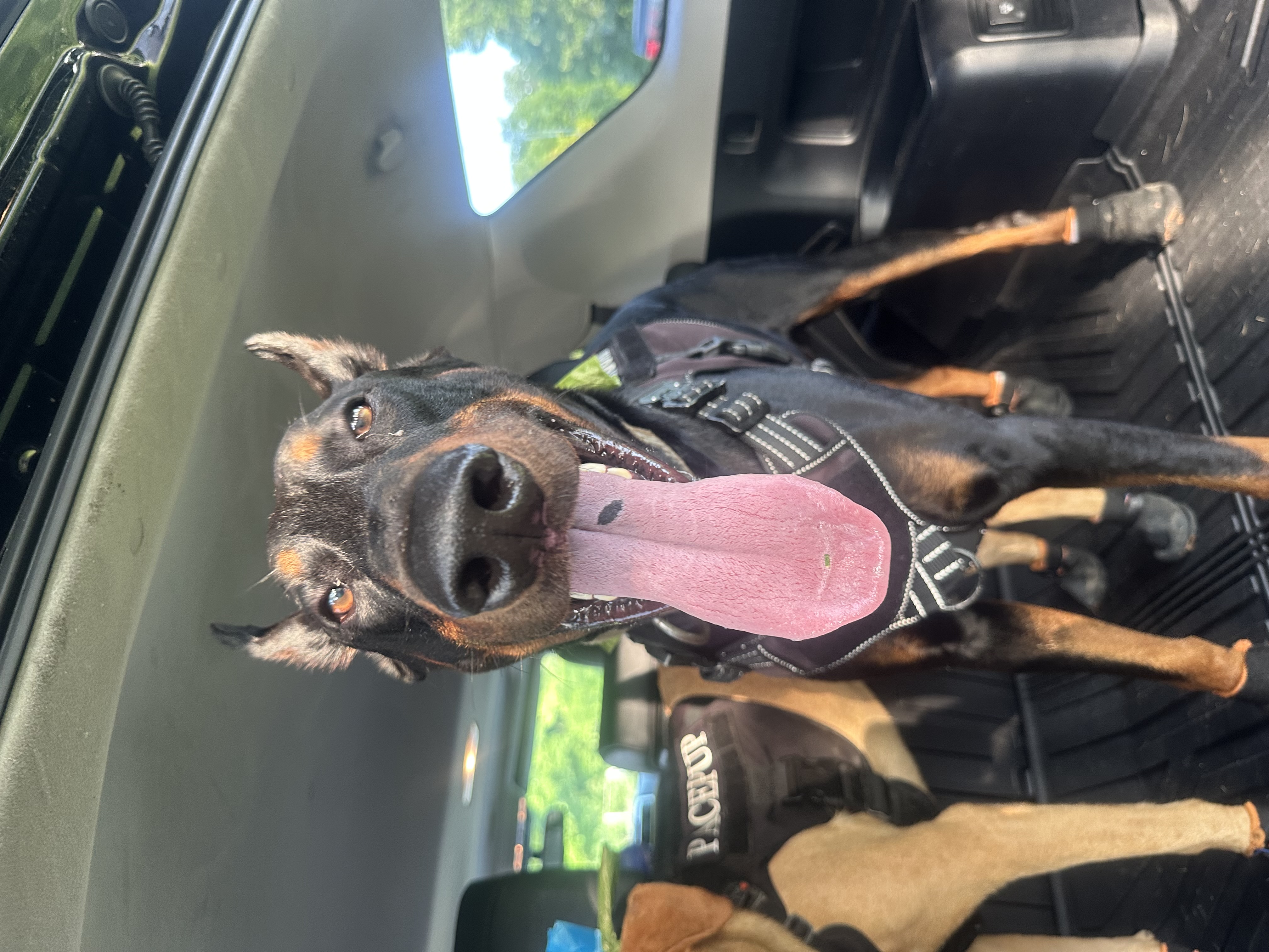 Maverick, the Doberman Pinscher