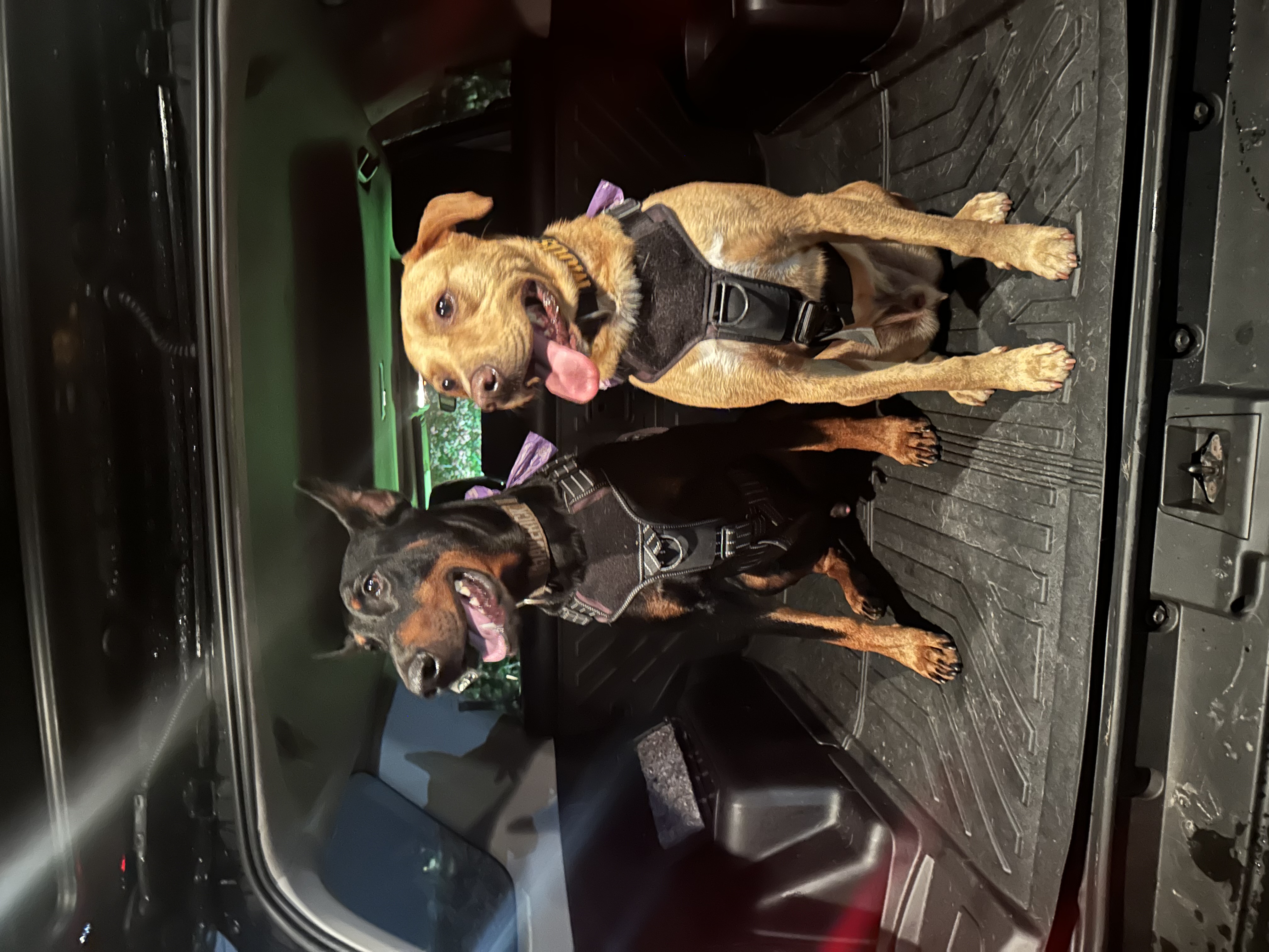 Moose and Maverick in the back of the car
