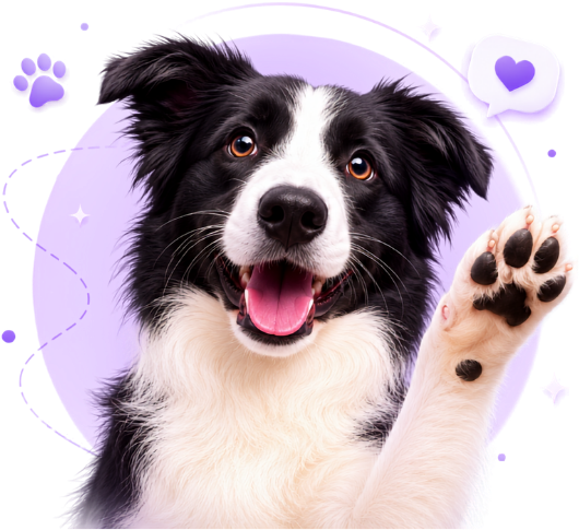 Happy Border Collie