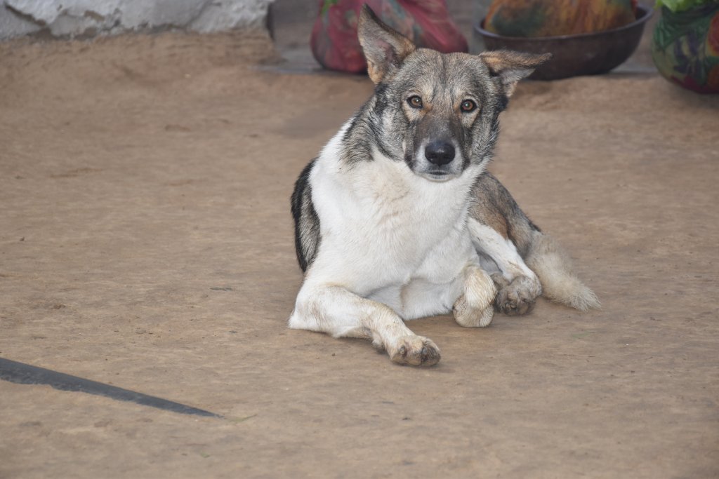 Calm stray dog on the street