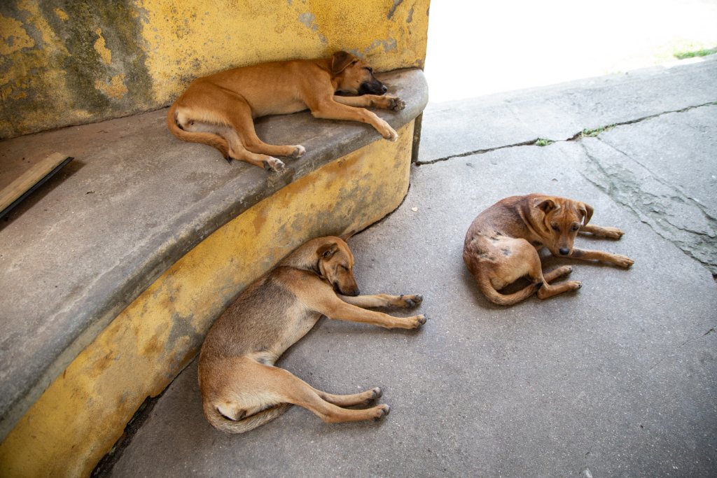 Street dog