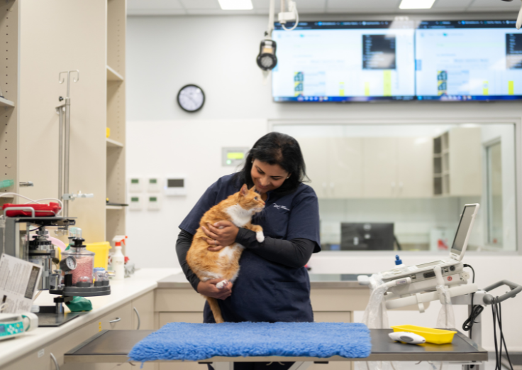 vet
