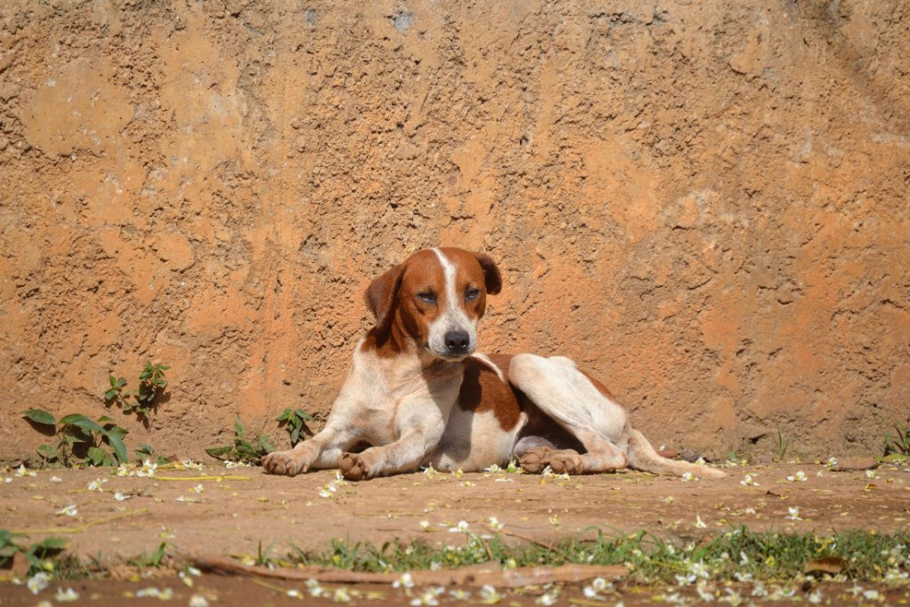 A young dog sitting on the street