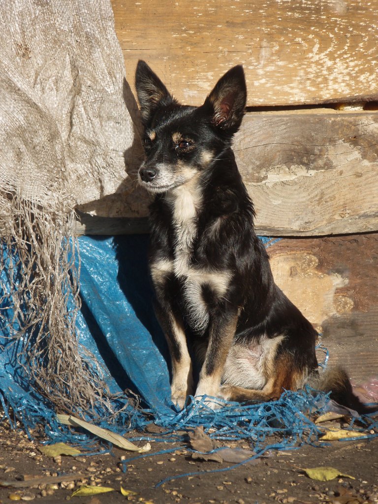Kaaloo