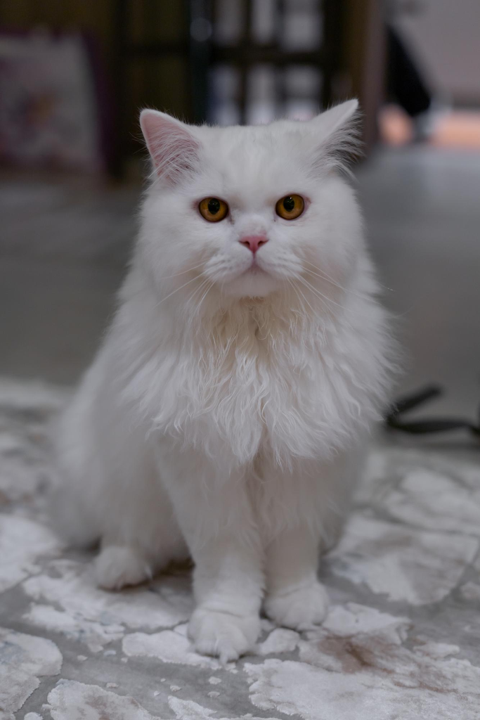 Persian