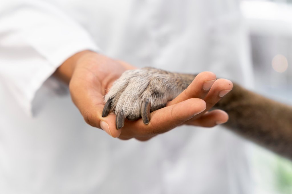 A veterinarian gently holding a dog's paw