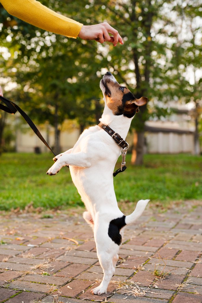 Happy dog with owner