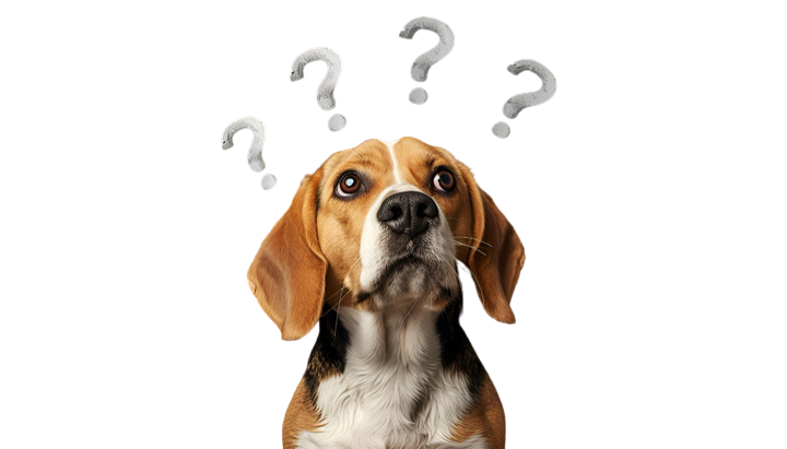 Confused dog
