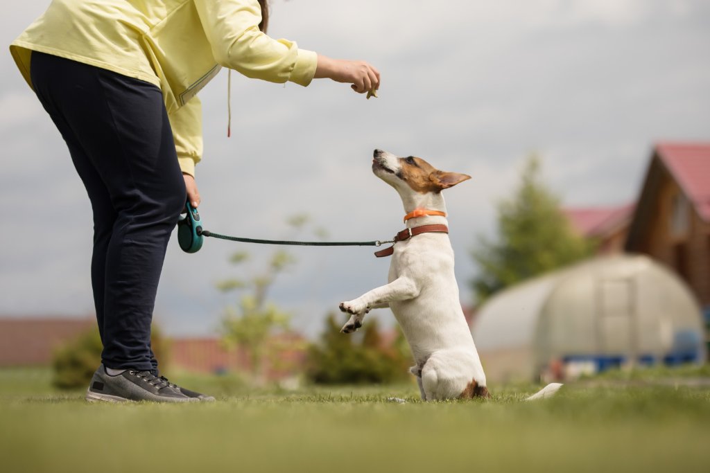 Dog Training