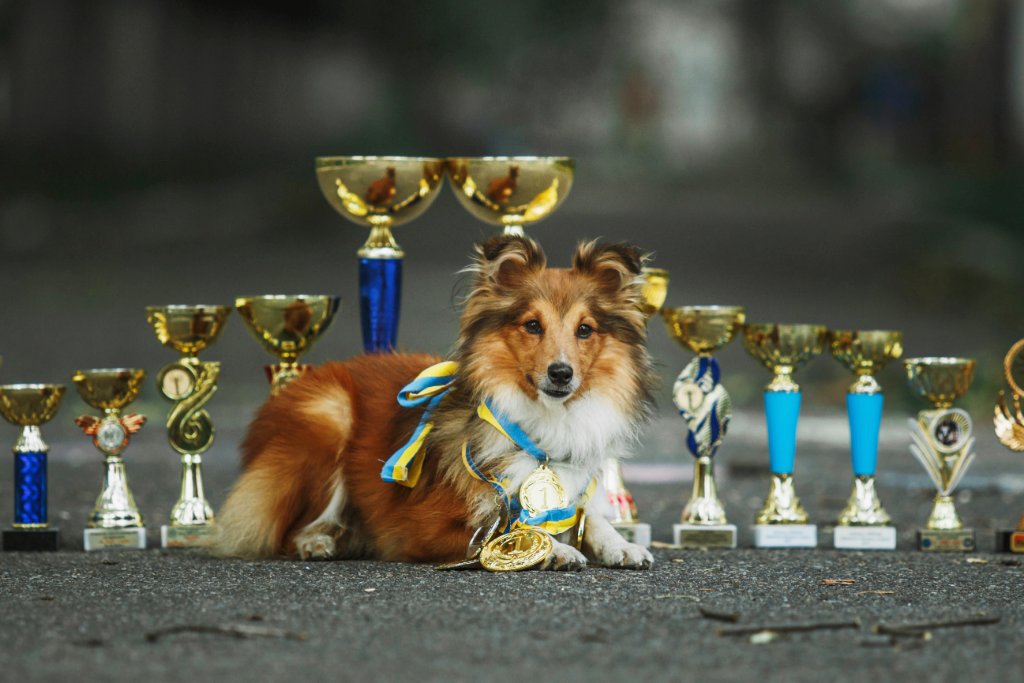 Trophy dog