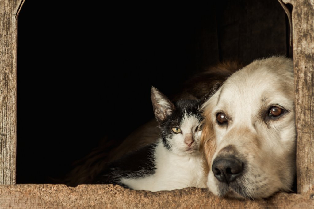 Dog and cat together
