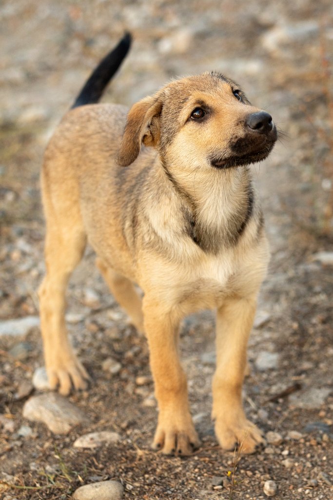 Stray dog