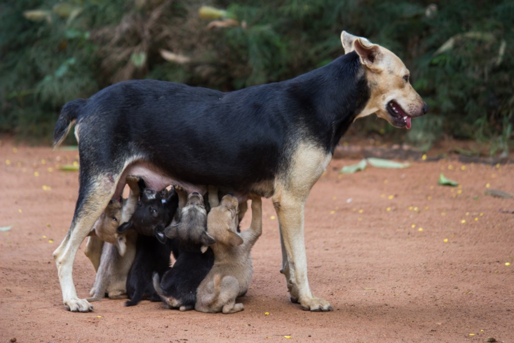 Mother stray dog