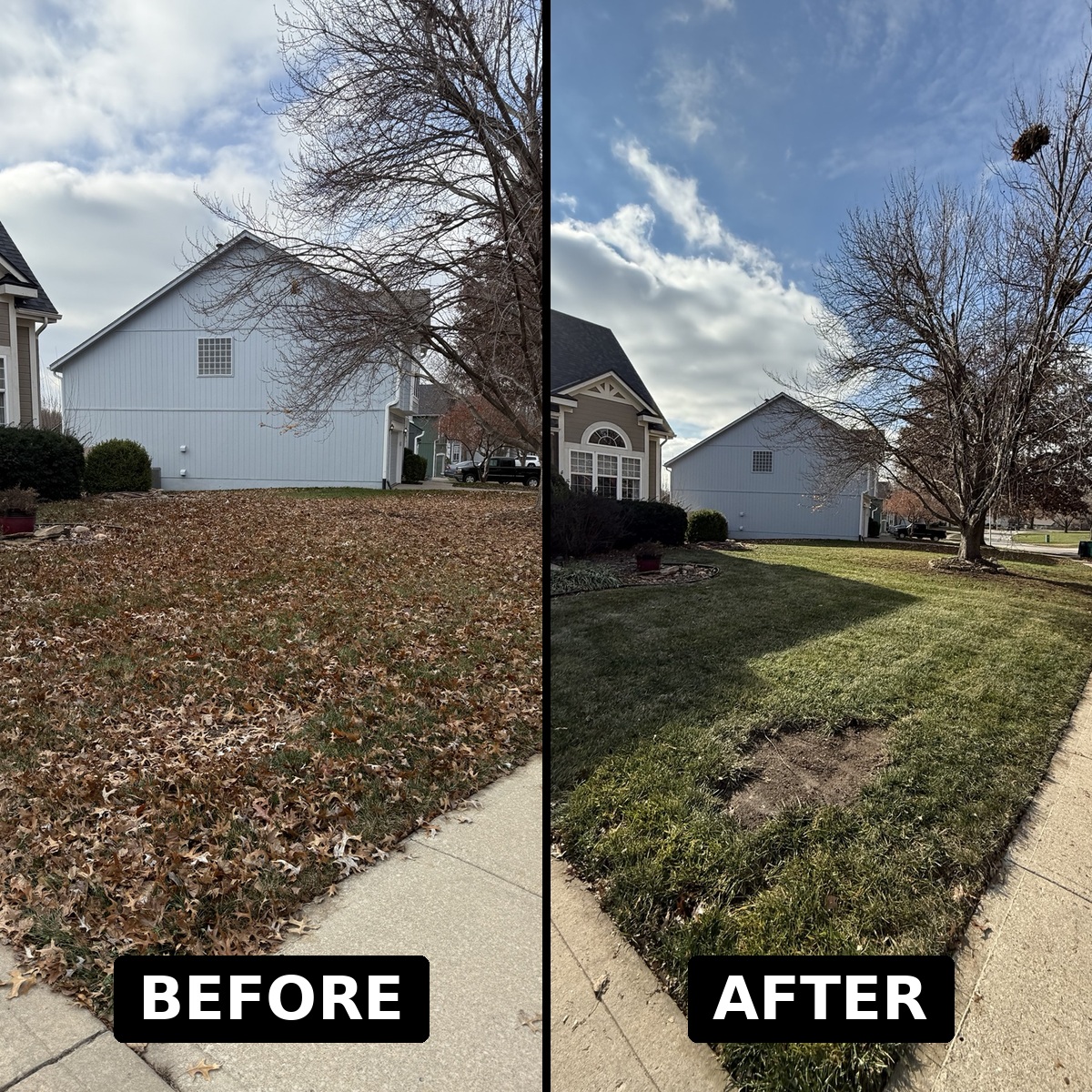 Before and after fall leaf cleanup on a residential front lawn