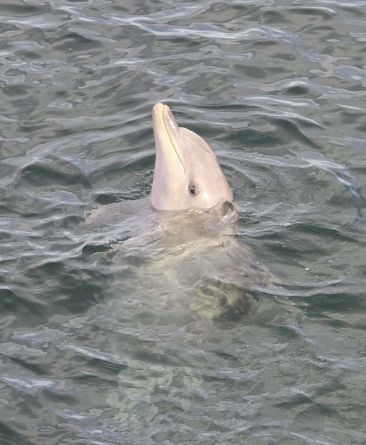 Whyalla, South Australia – Dolphins, Ships & a Few Days by the Coast