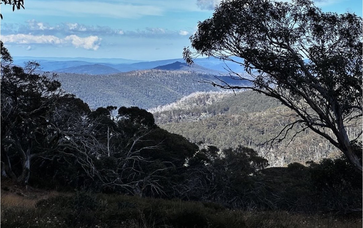 Ridgelines & dead timber