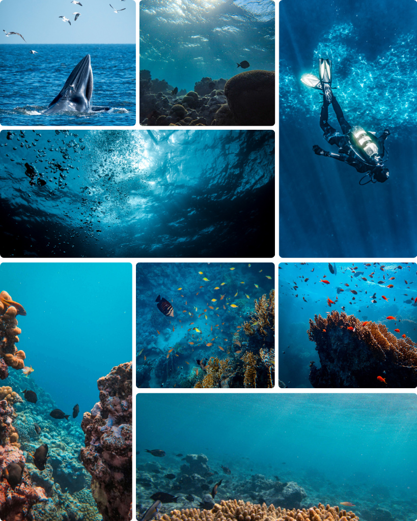 Discover Local Diving (DLD) – Guided Local Dive Experience