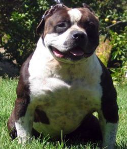 WCG Dog 2