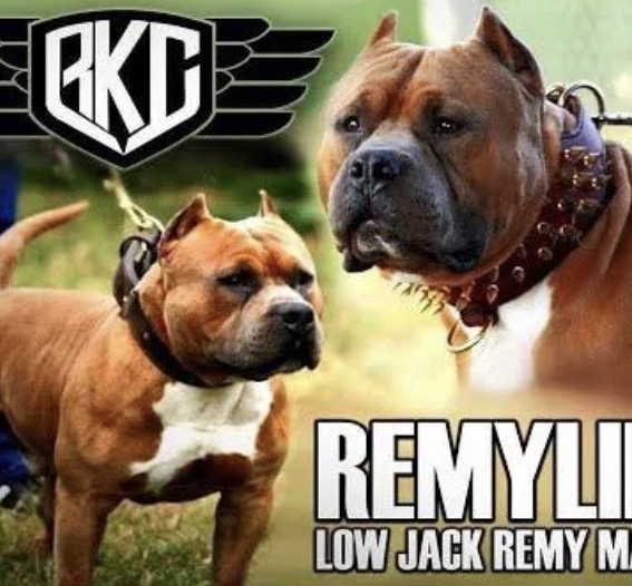 Remyline Dogs