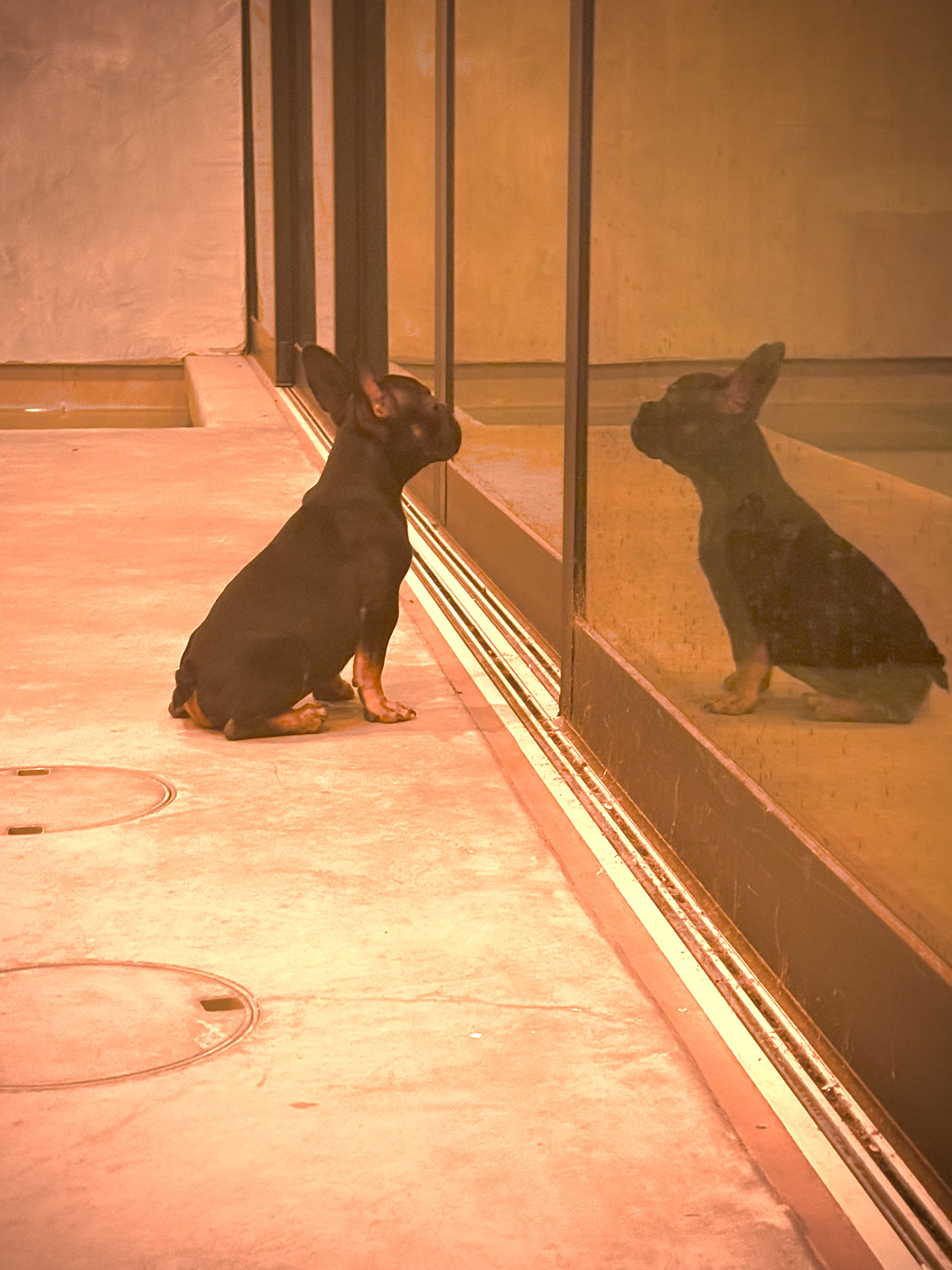 Dogs are our mirrors
