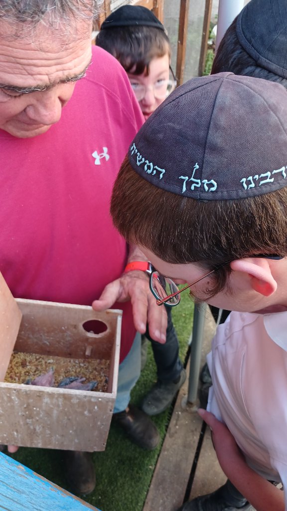 חוגים
