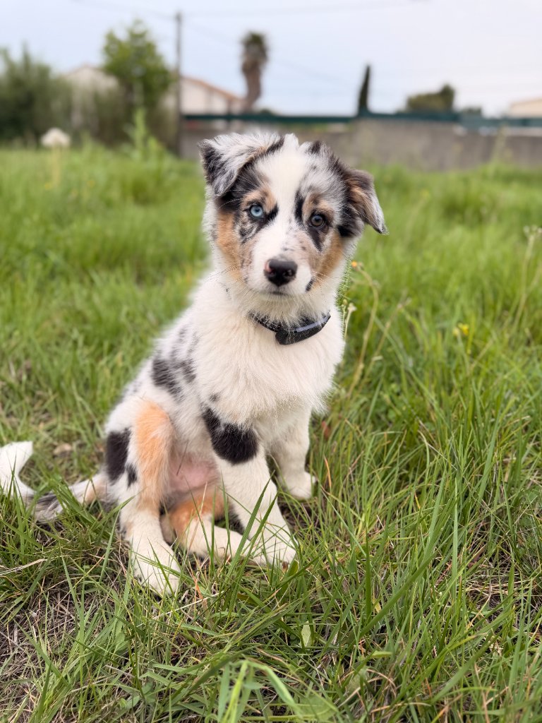 Combien de promenades par jour pour un chien ?