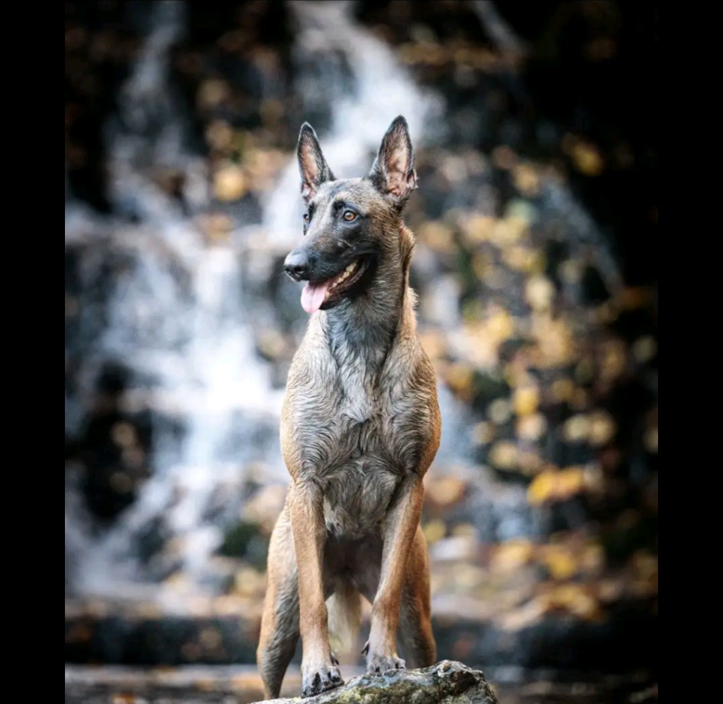 Explorer les races de chiens