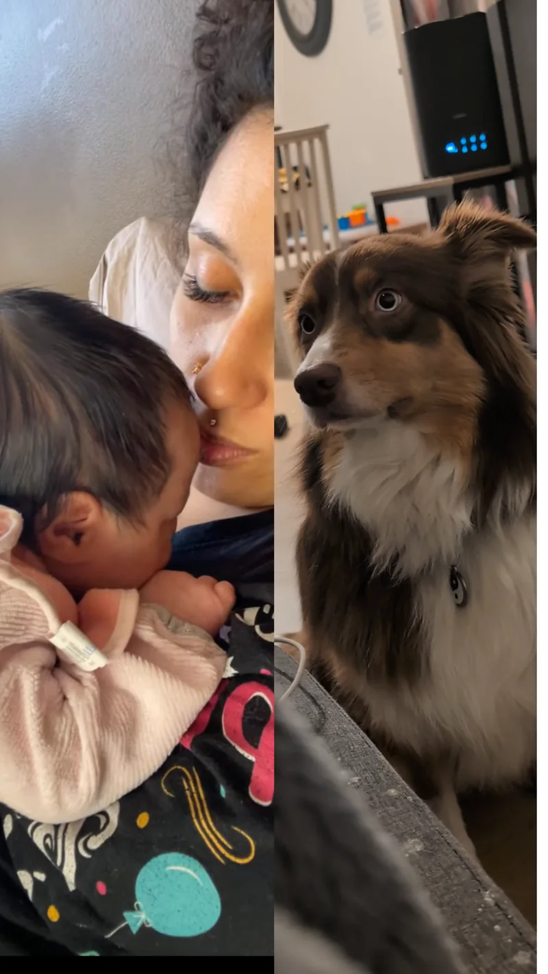 Une maman embrasse son bébé ; à côté, un Berger Australien les regarde.