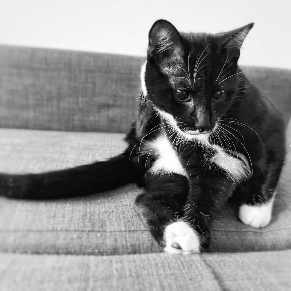 Chat pour séance à distance magnétisme animal