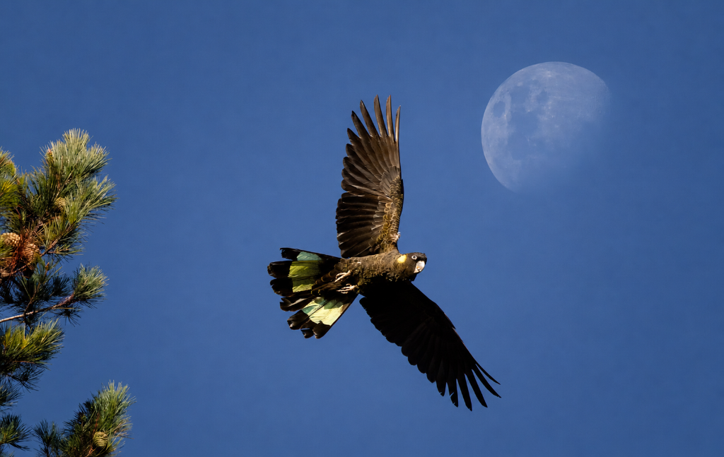 Tasmanian wildlife photography